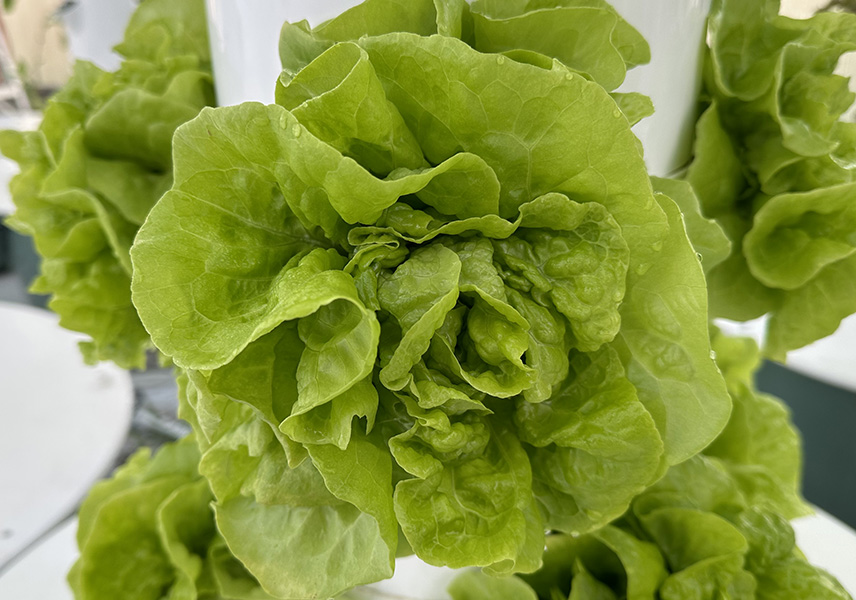 Clean Harvest Farms at Boerne Farmers Market