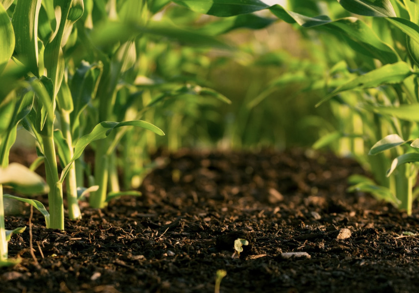 soil health